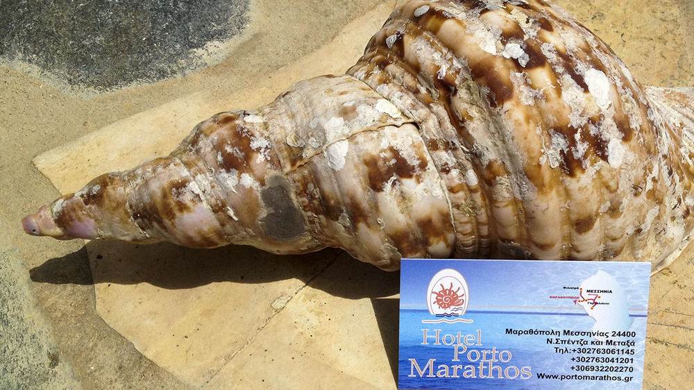 Porto Marathos Hotel Marathopoli Ngoại thất bức ảnh
